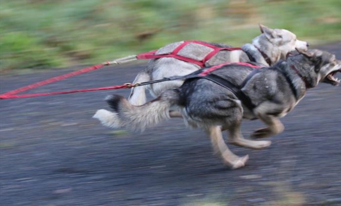 Super Sleddogs
